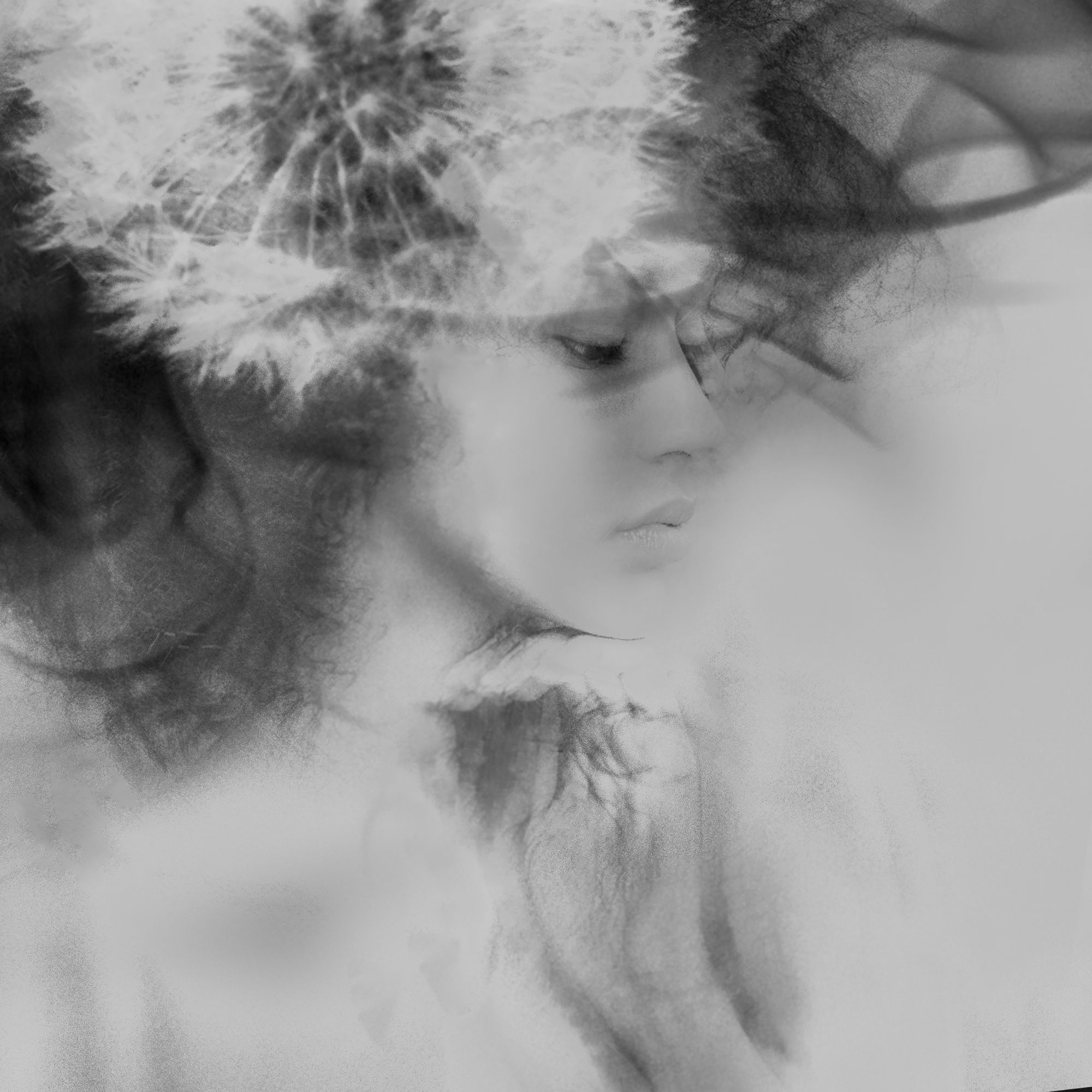 Whisper of Light, a portrait behind dandelion seed heads and soft botanical texture