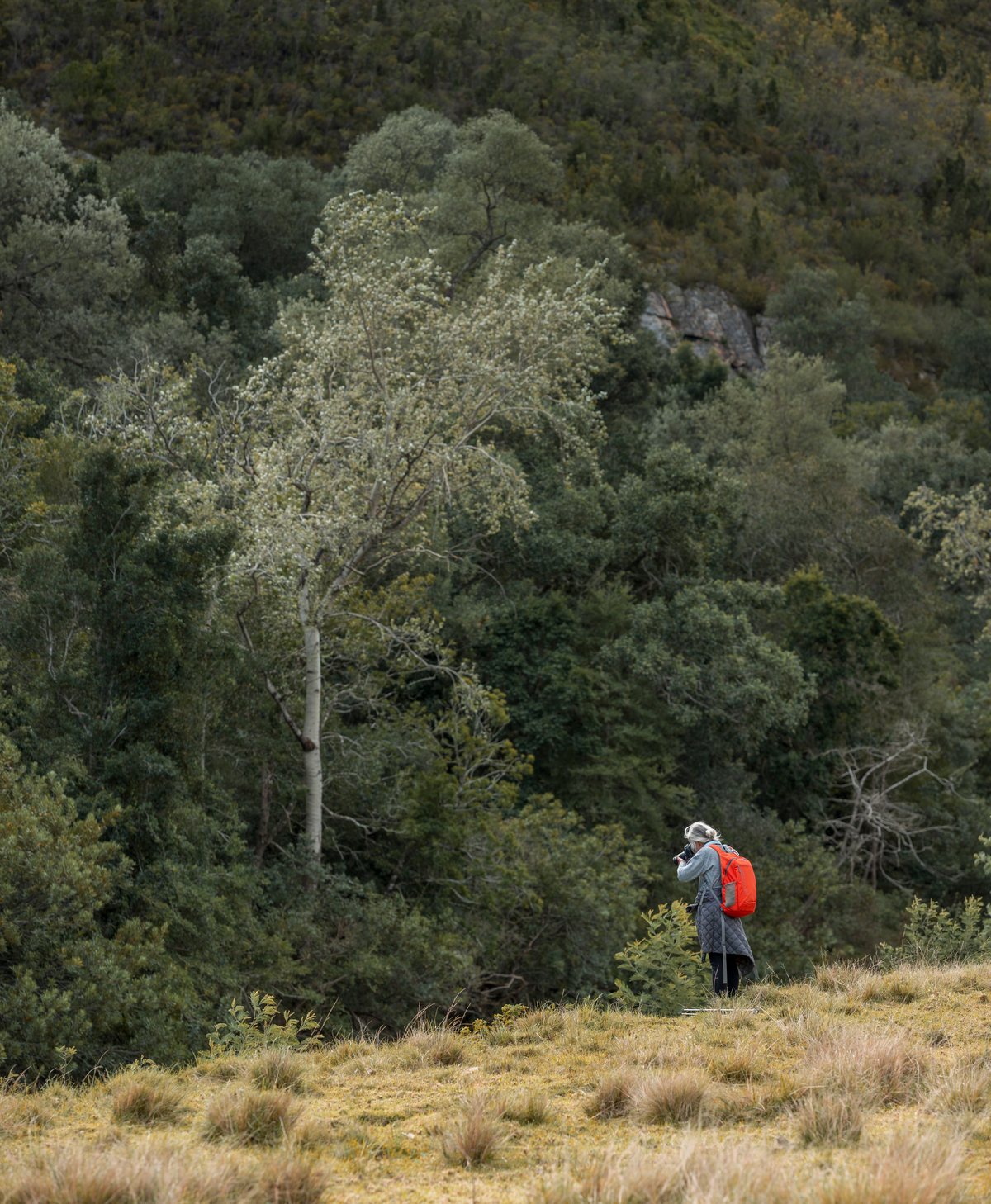 A photographer working in the long grass of the Overberg valley