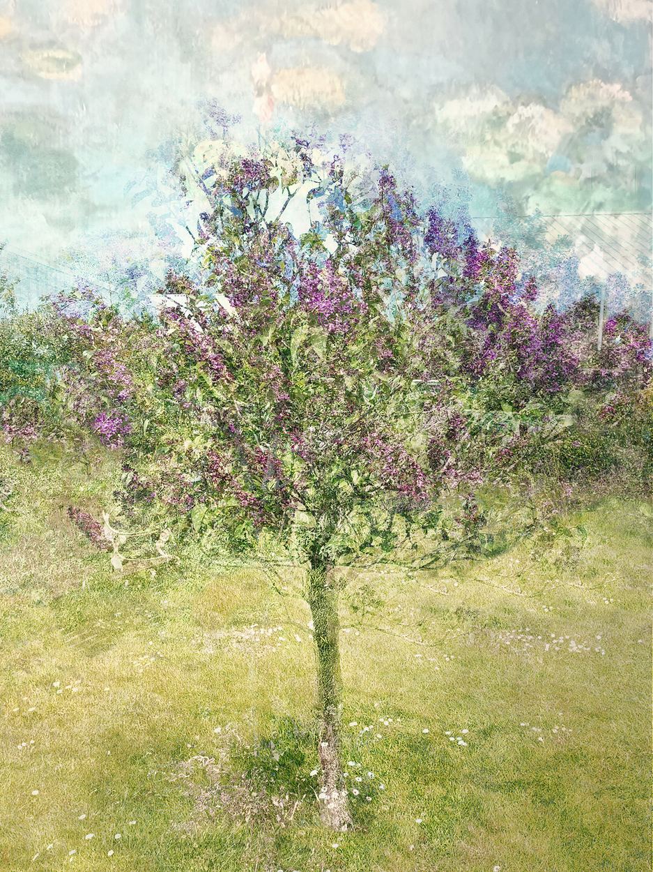 Lilac Tree, a work by Gill Davies