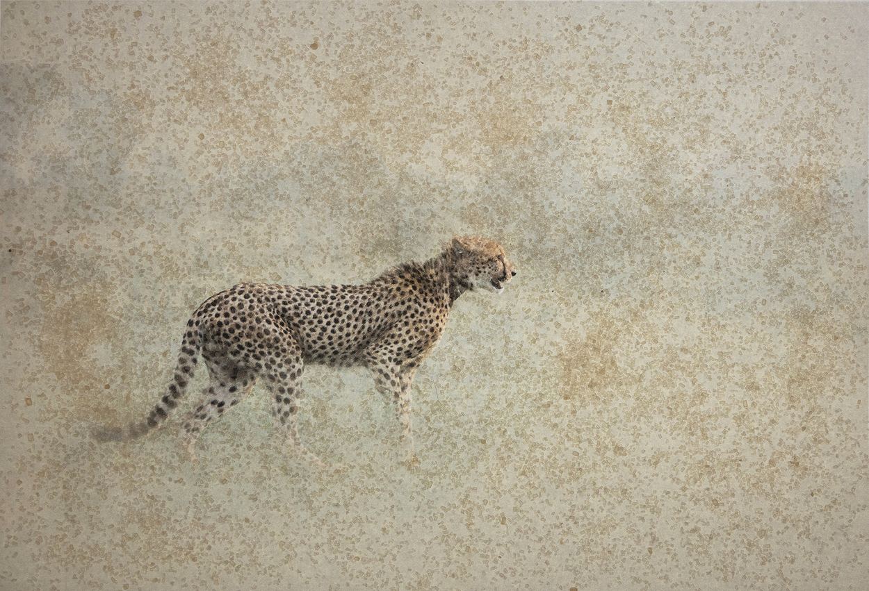Cheetah in the dust, a work by Mia Joubert