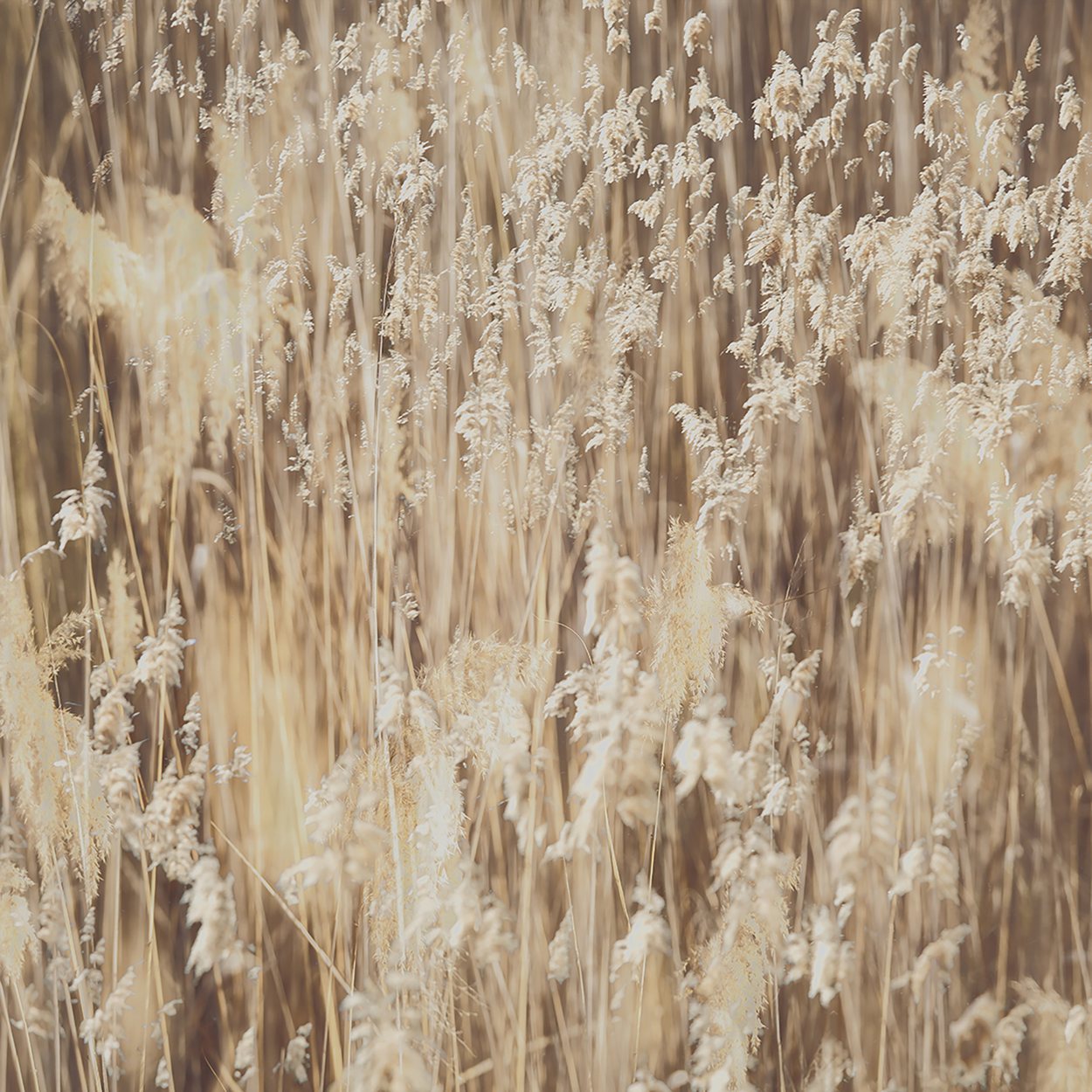 Pastures of Splendour No.4, by Samantha Lee Osner