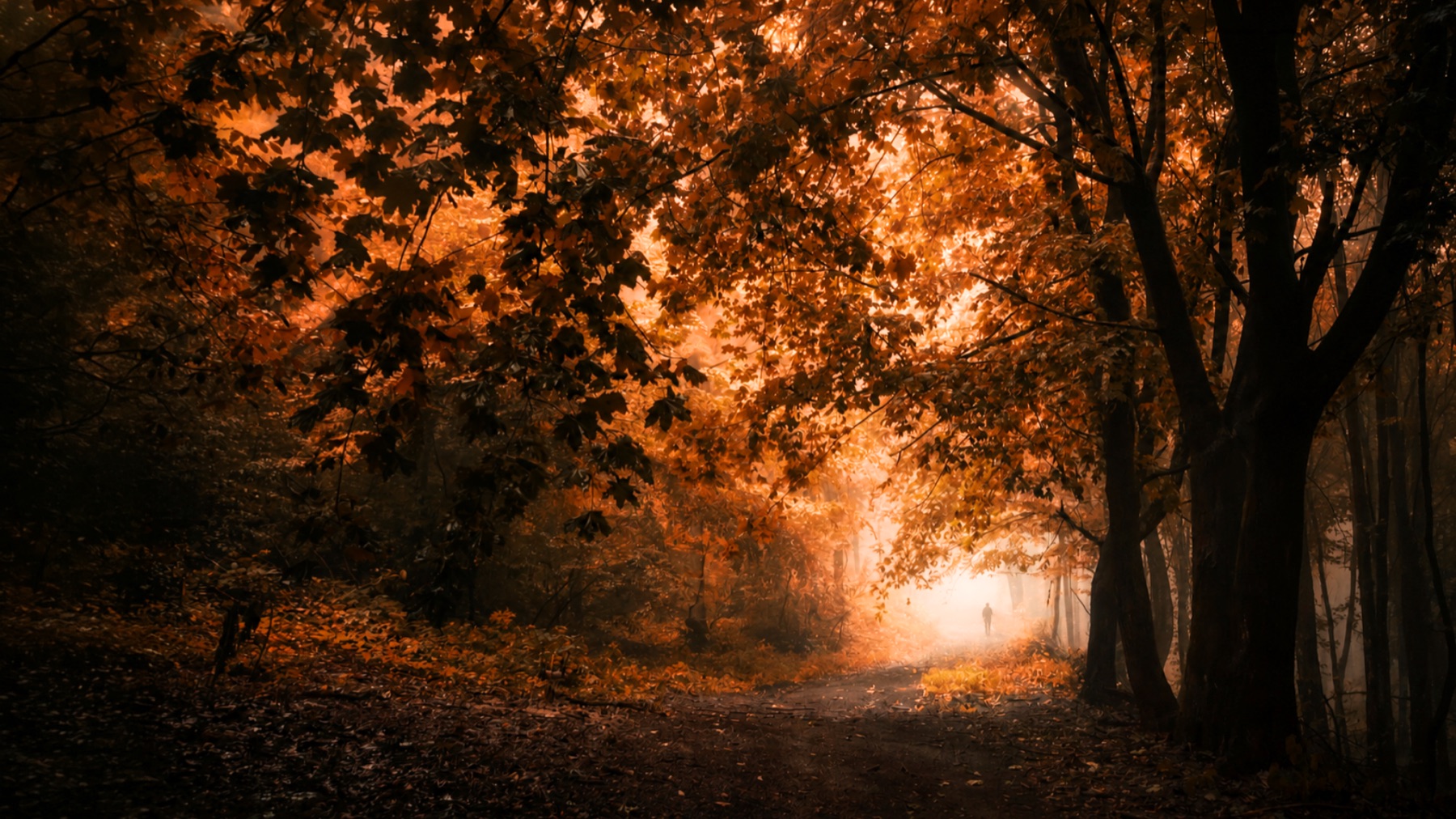 An autumn woodland photograph, the artwork used for the Forever Autumn creative challenge
