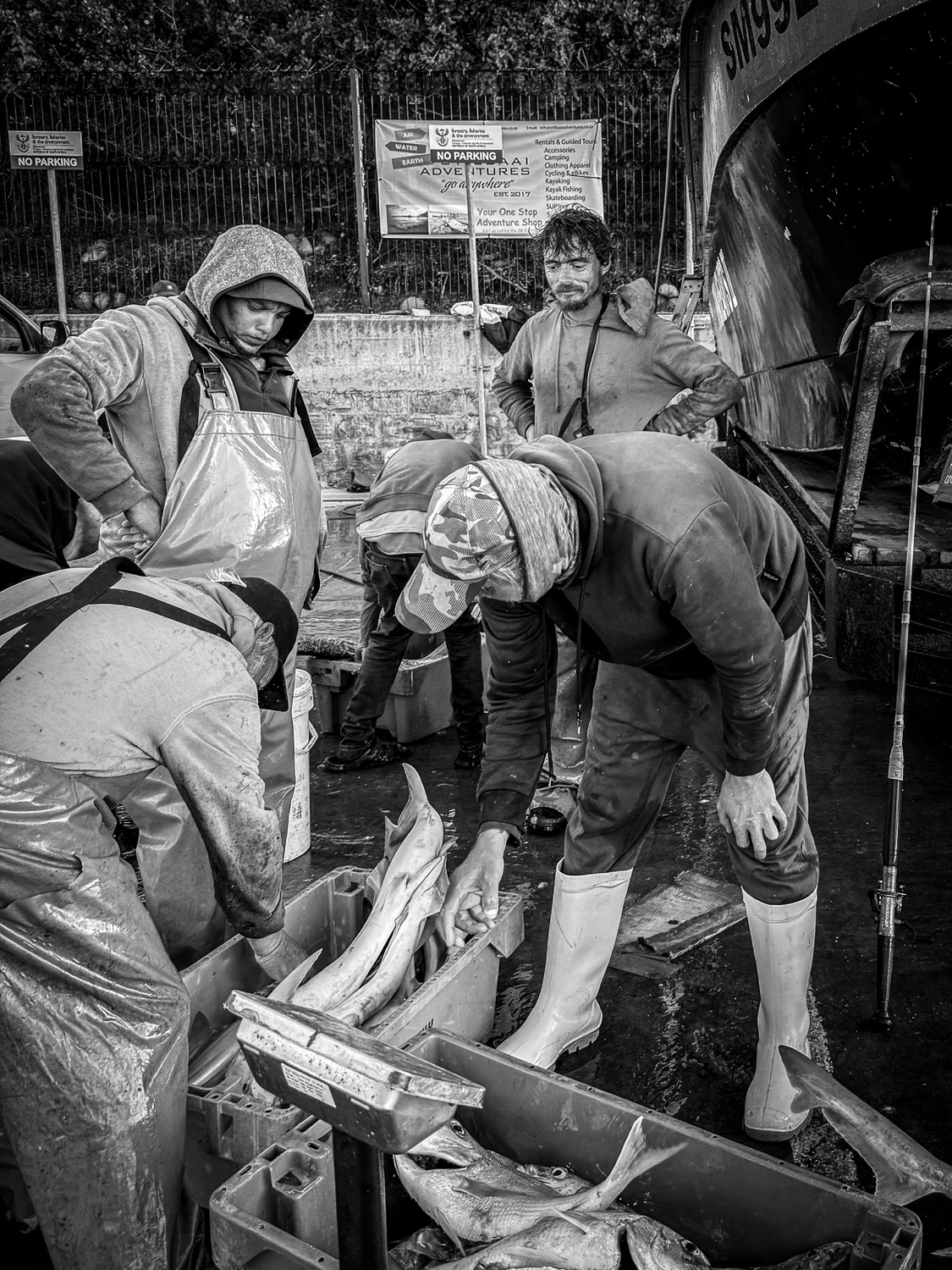 Black and white photograph of fishermen in oilskins sorting the catch at the harbour