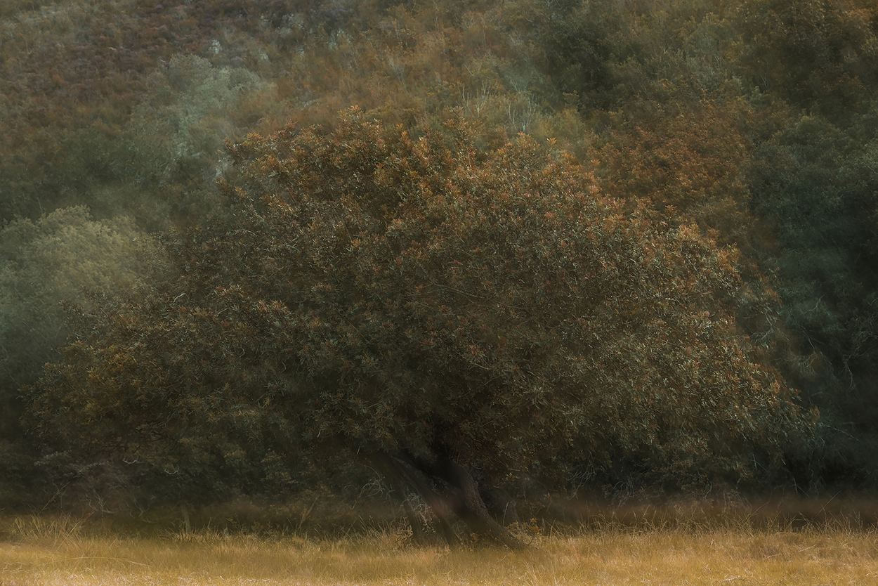Autumn Colours, a work by Andre de Koker