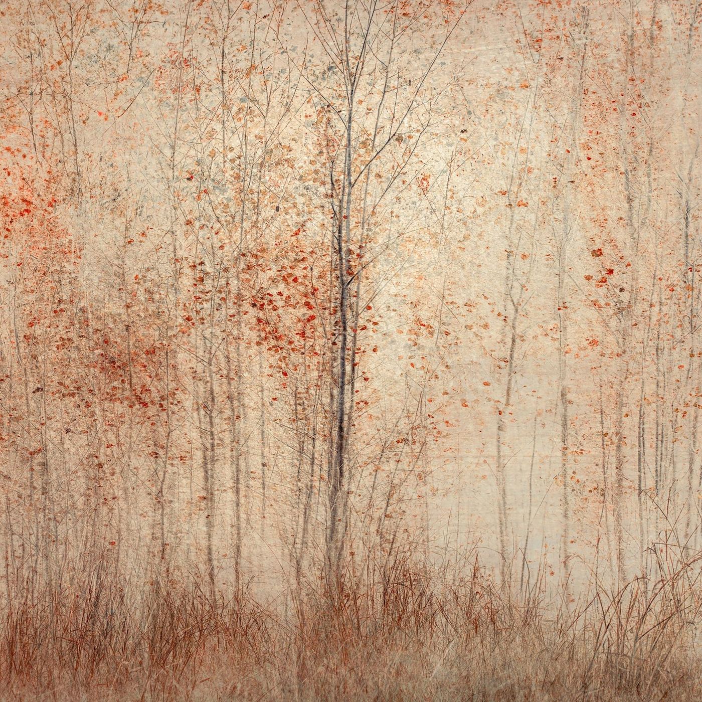 Embers in Bloom, by Samantha Lee Osner