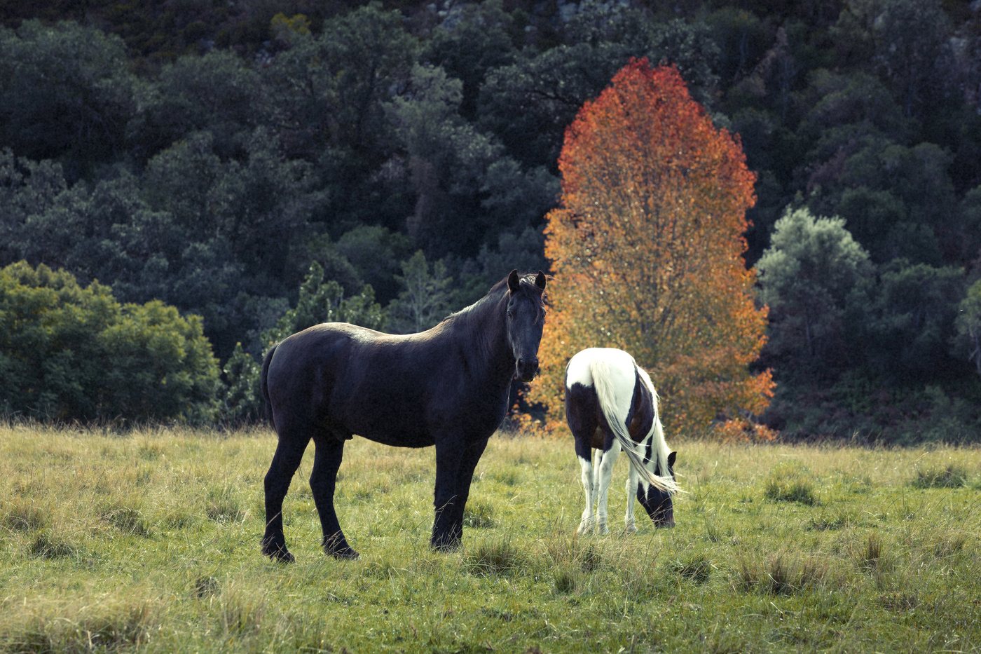 A black horse standing beneath a blazing orange autumn tree