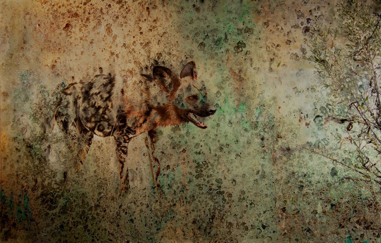 The Alpha, a work by Gillian Mager