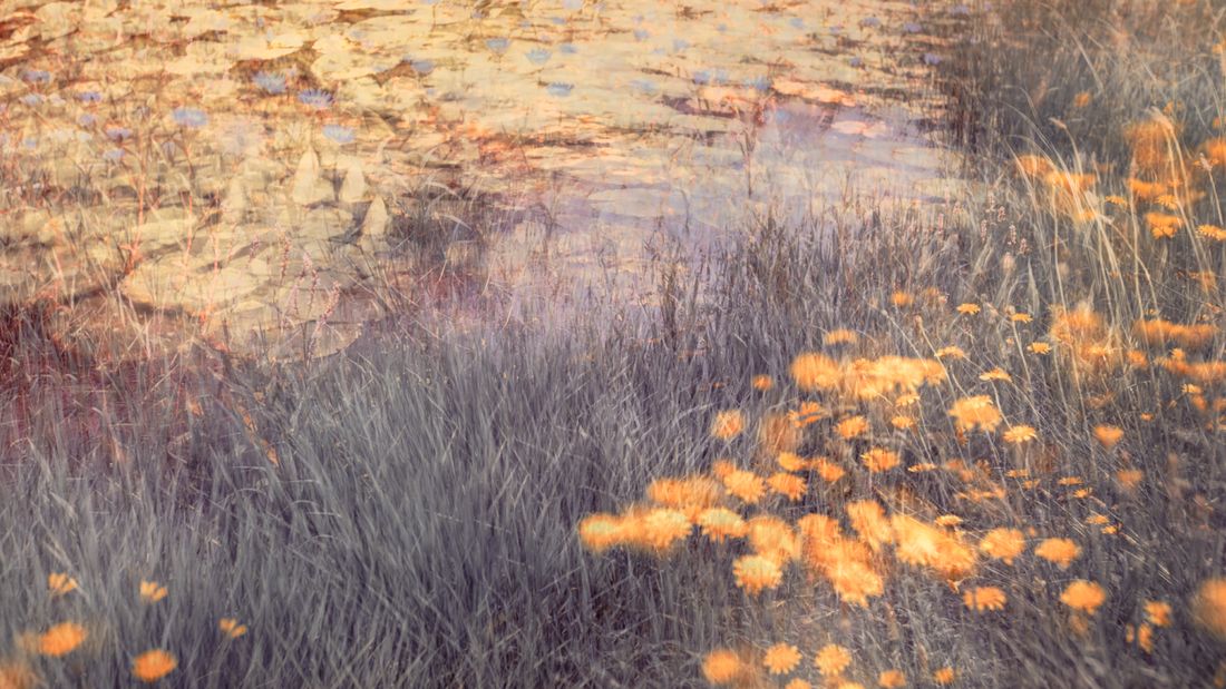 Harmony in Bloom, a photographic artwork by Samantha Lee Osner, made with the techniques taught on the Getting Started in Art Photography course