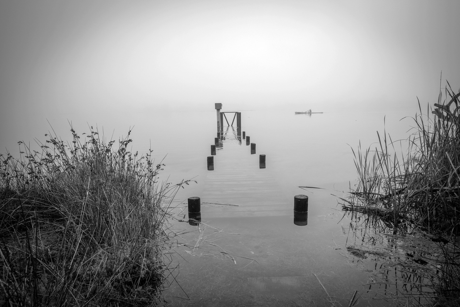 Old wooden mooring poles standing in still misty water with reeds along the bank