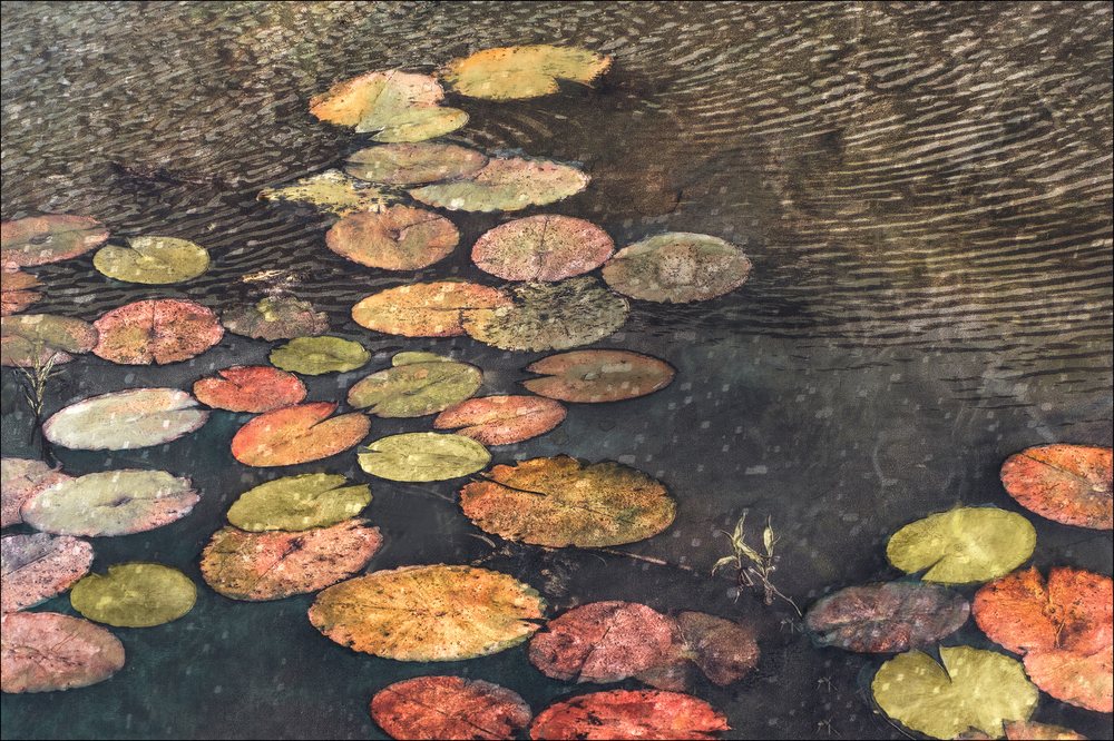 Lily pads scattered across a still dark pool