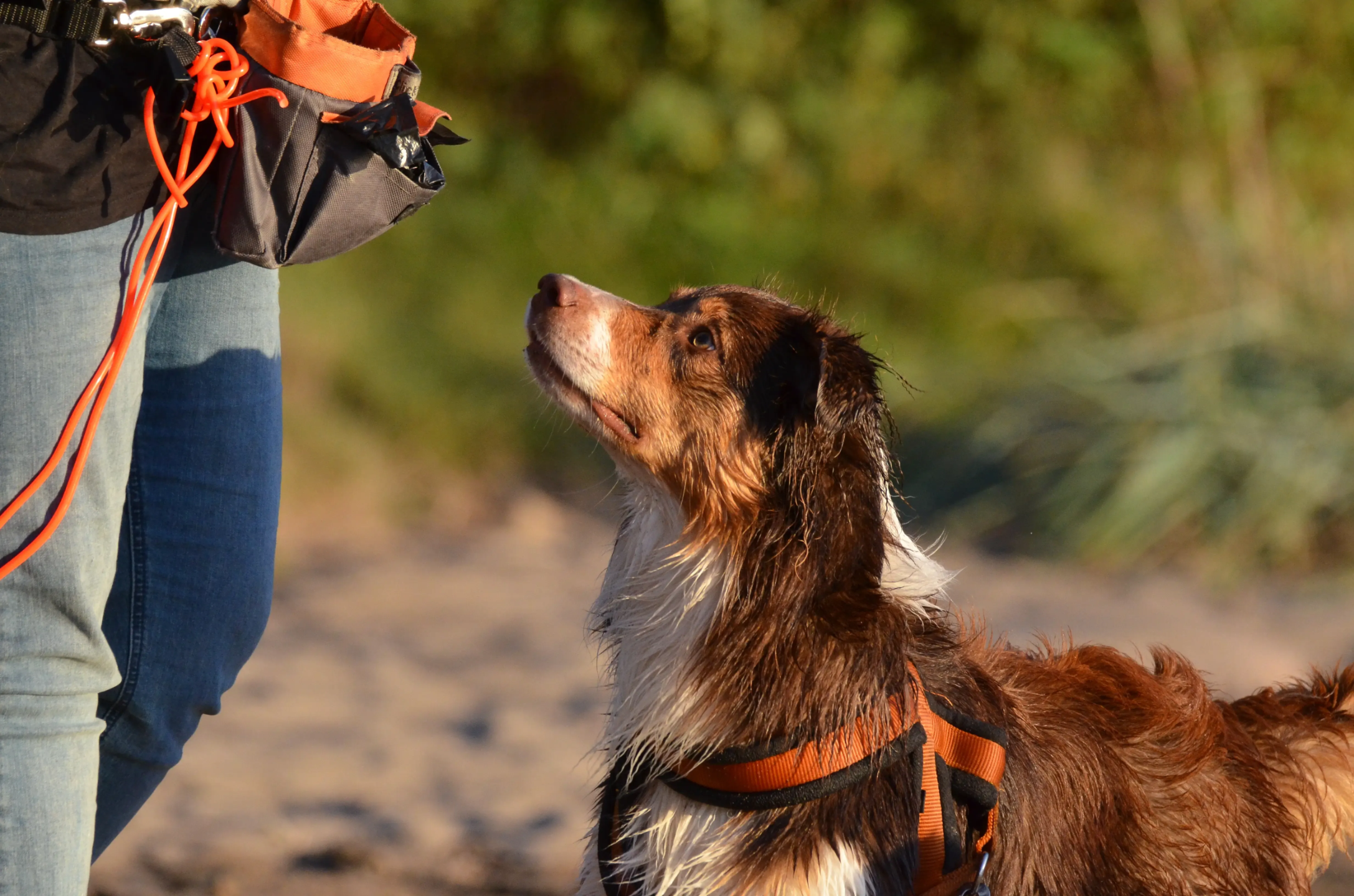 Hund og hundetrener