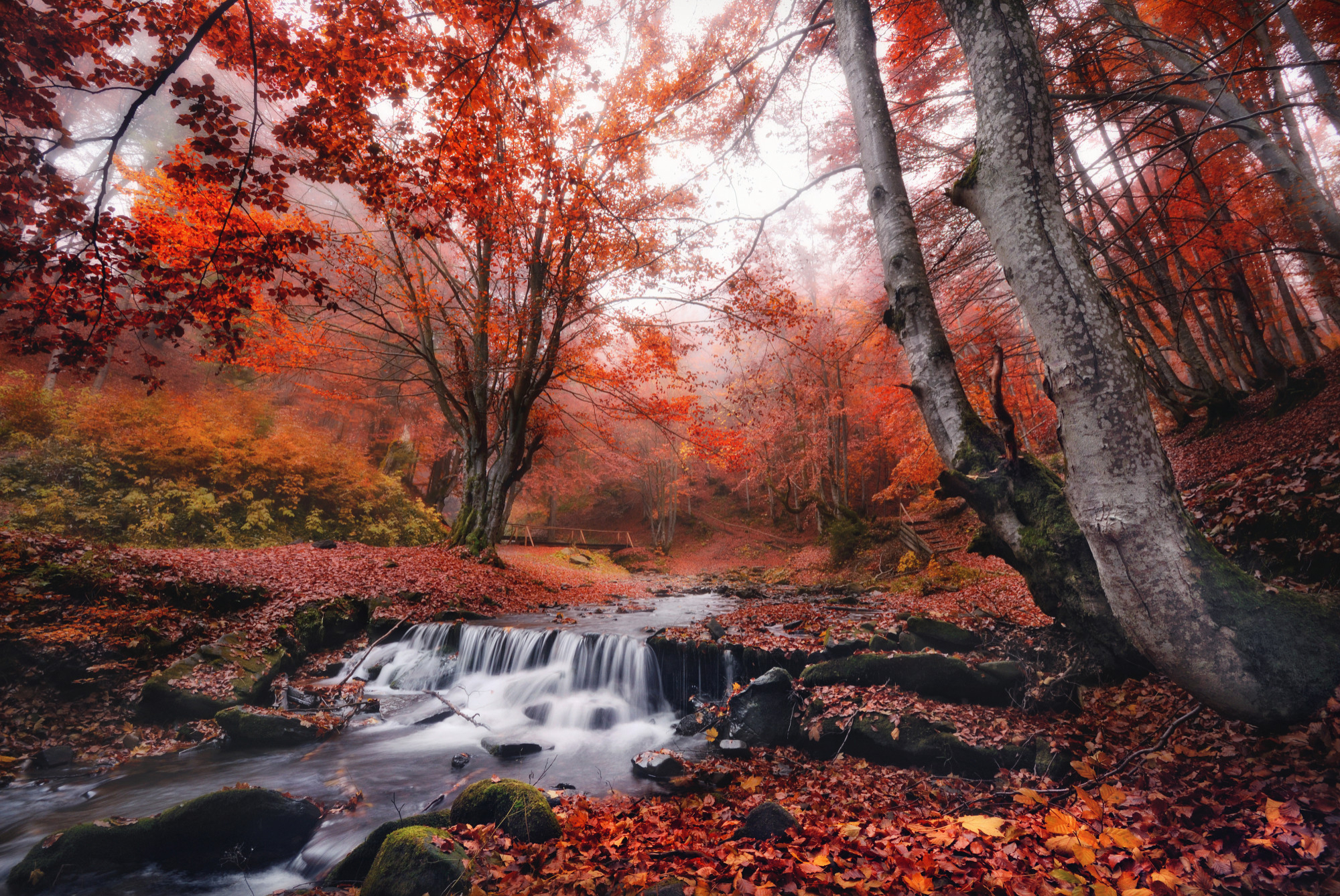 Misty autumn forest landscape with water