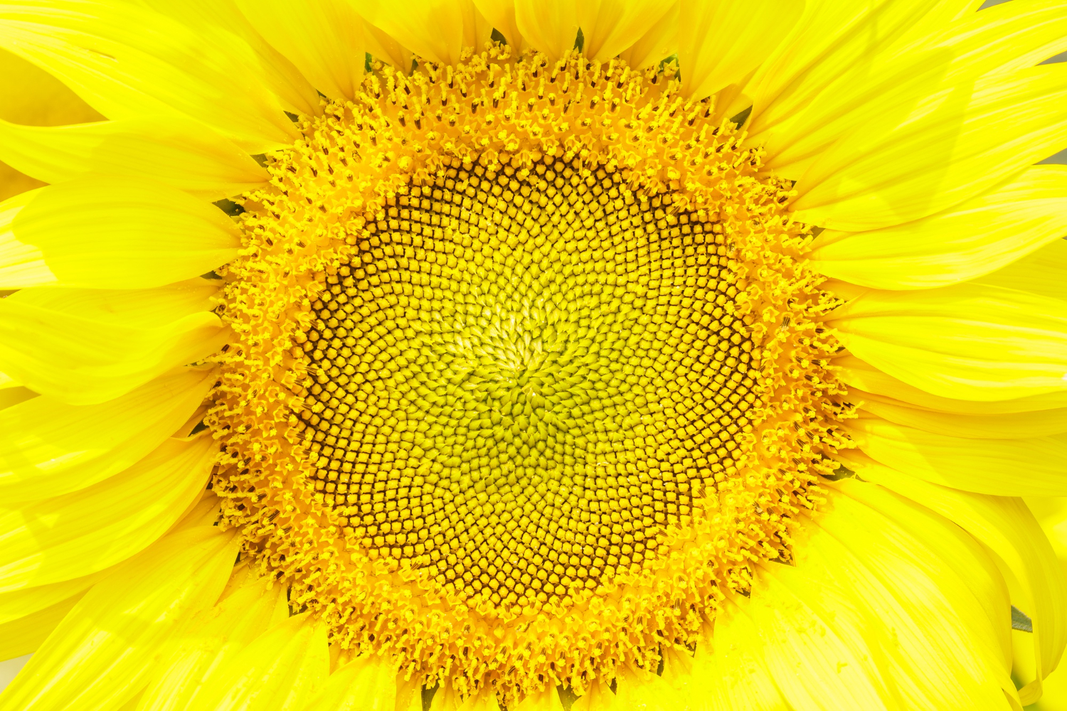 Portrait sunflower