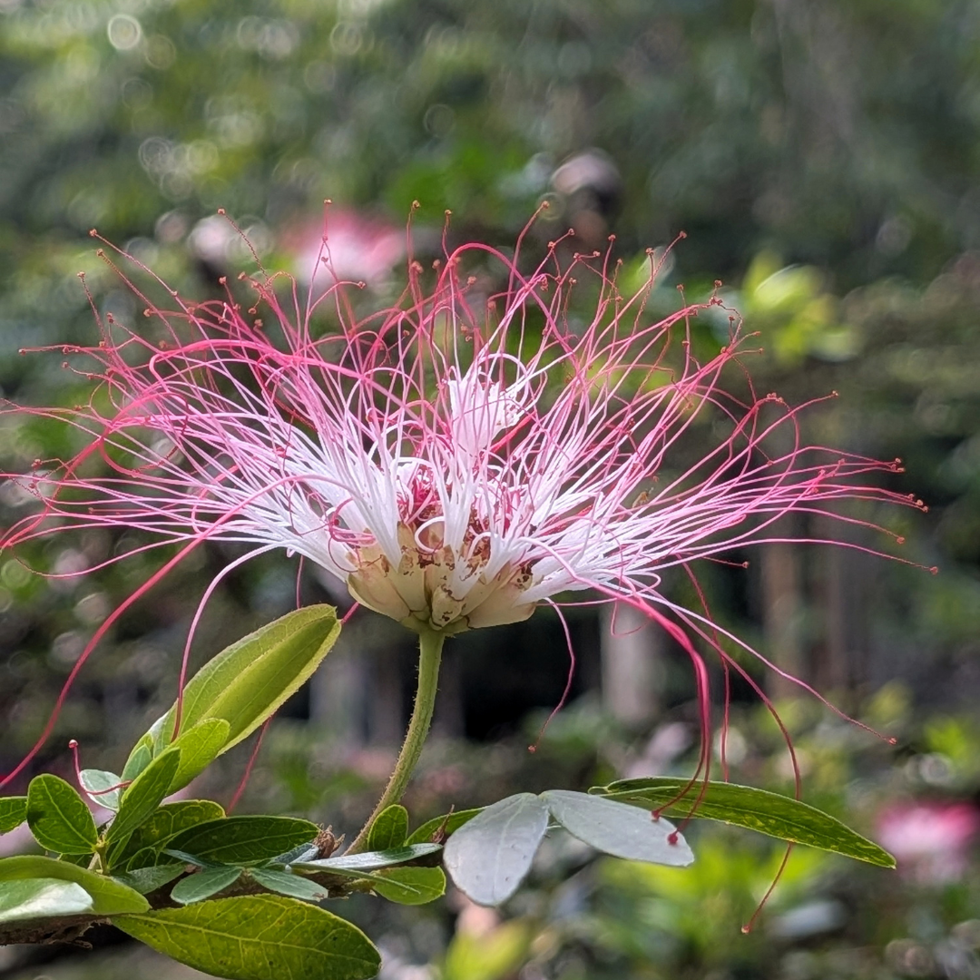 The Flourishing guide over pink calliandra flowers