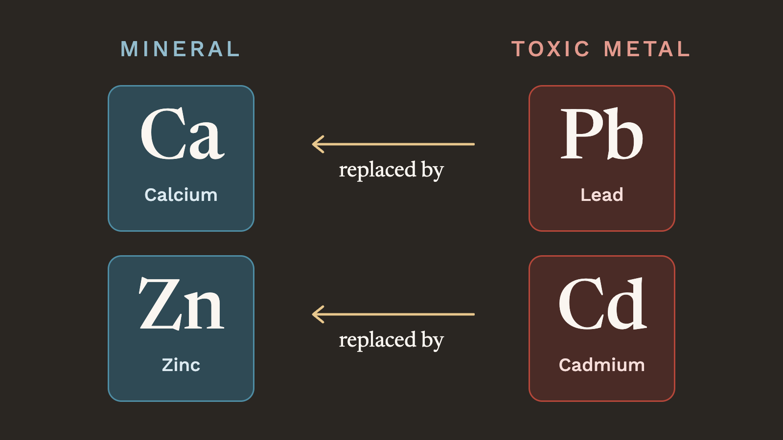 Lead replaces calcium and cadmium replaces zinc
