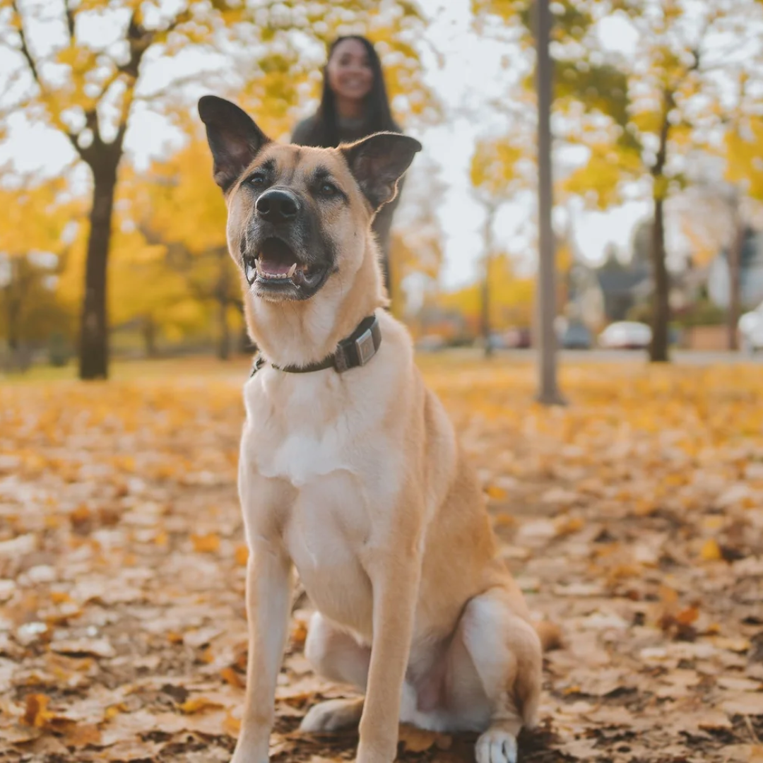 Ollie — Chief Security Officer