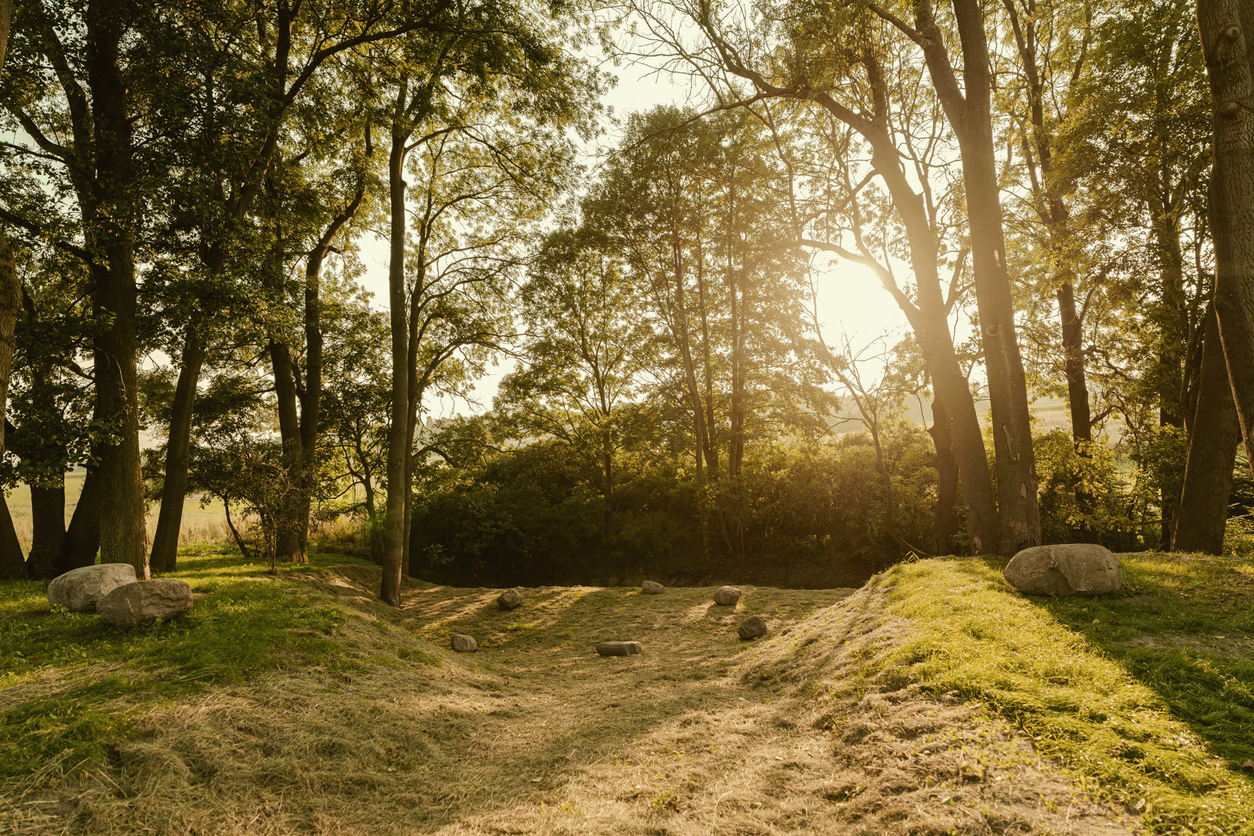 Golden light through the forest path