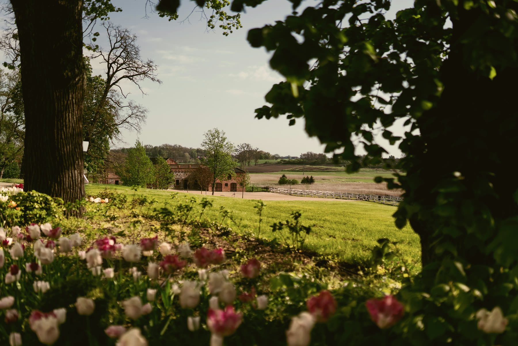 Tulip garden and old trees on the grounds