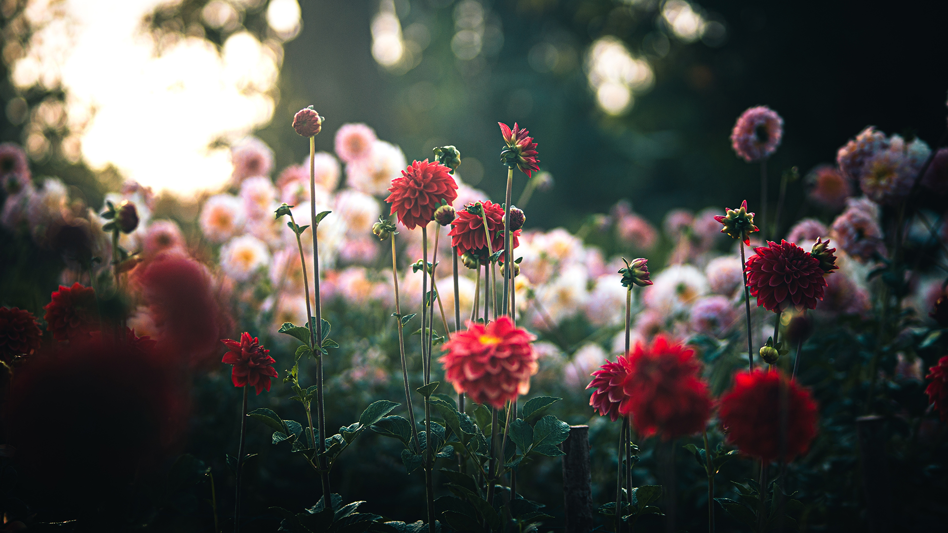 Backlit flowers photographed with selective focus, deep contrast, and layered foreground and background