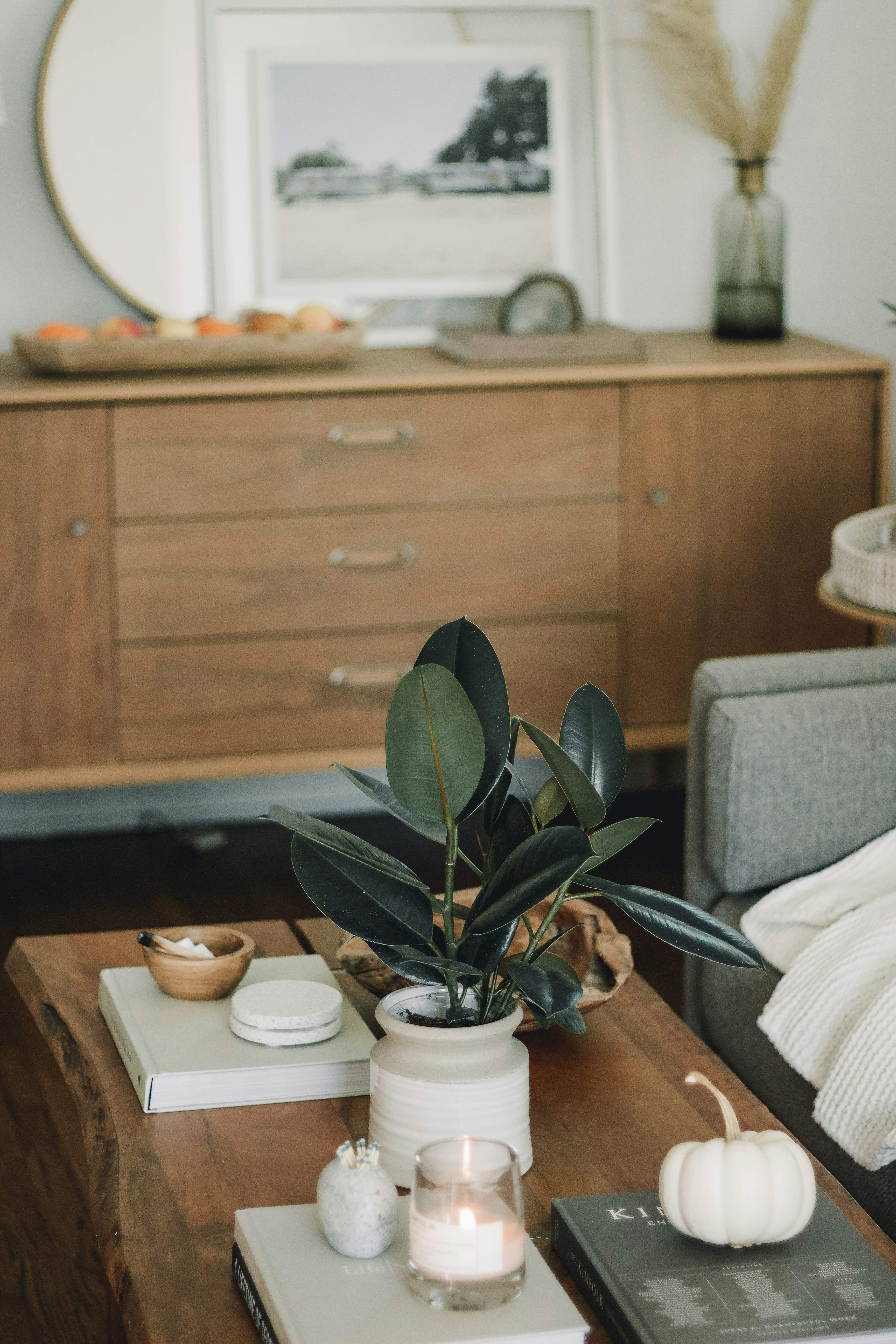 Living room with a rubber plant and candle on a wooden table