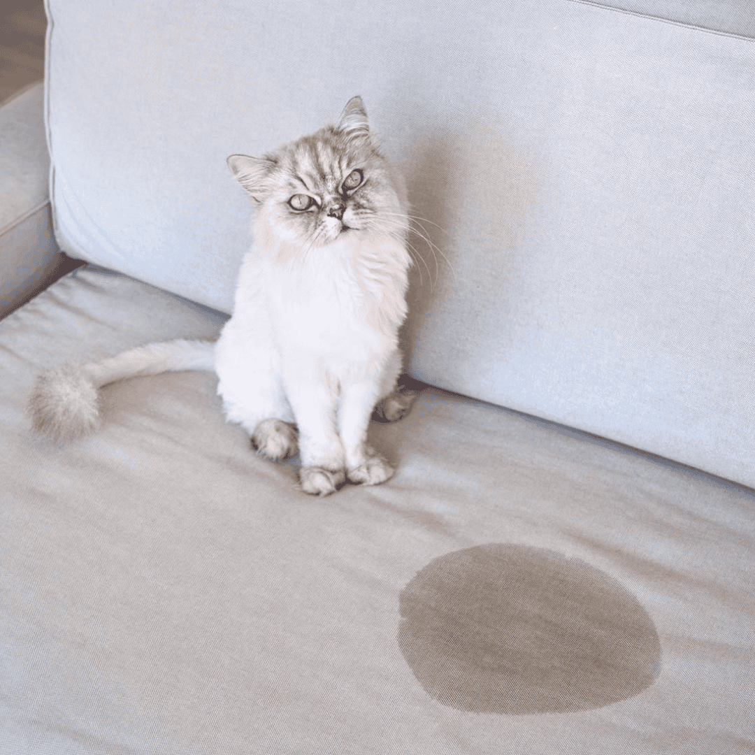 Katze auf dem Sofa – humorvoller Hinweis auf Inkontinenz