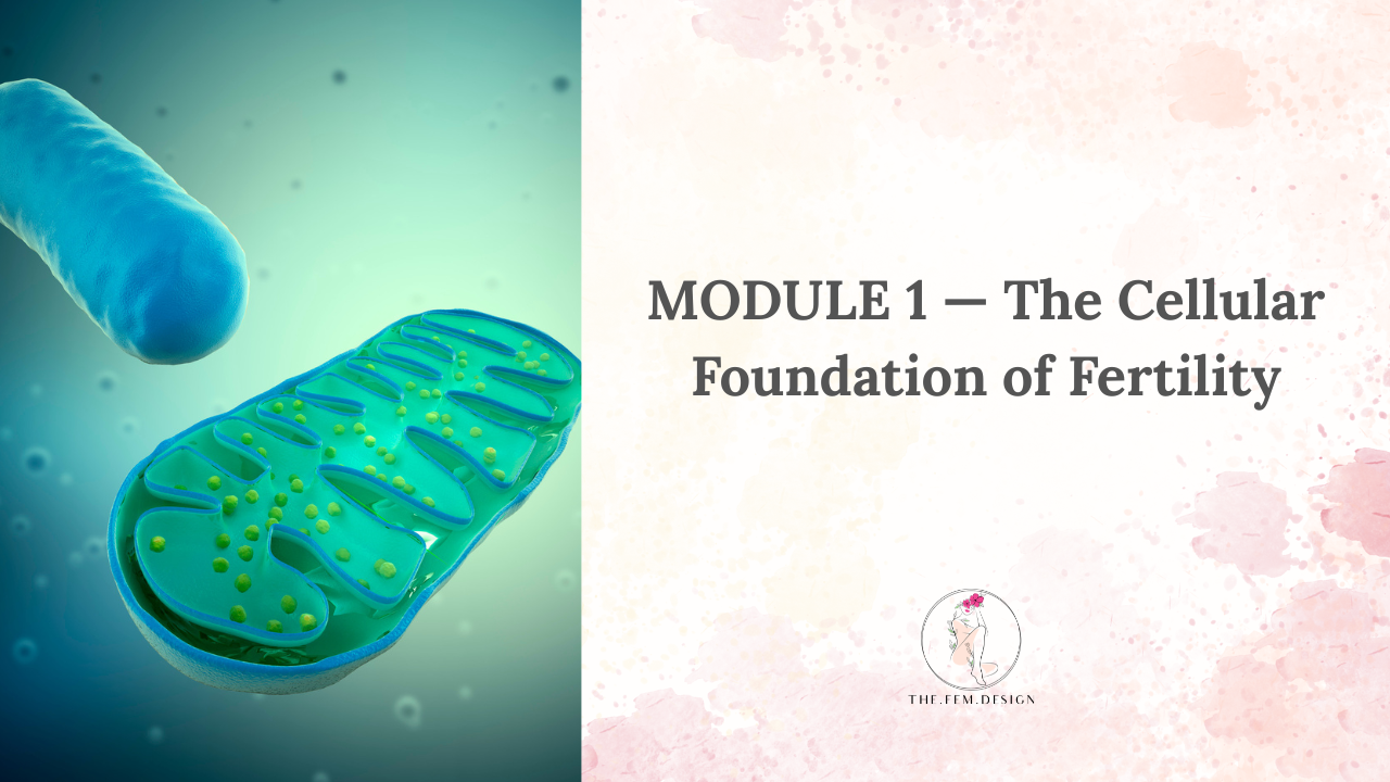 Module 1: The Cellular Foundation of Fertility
