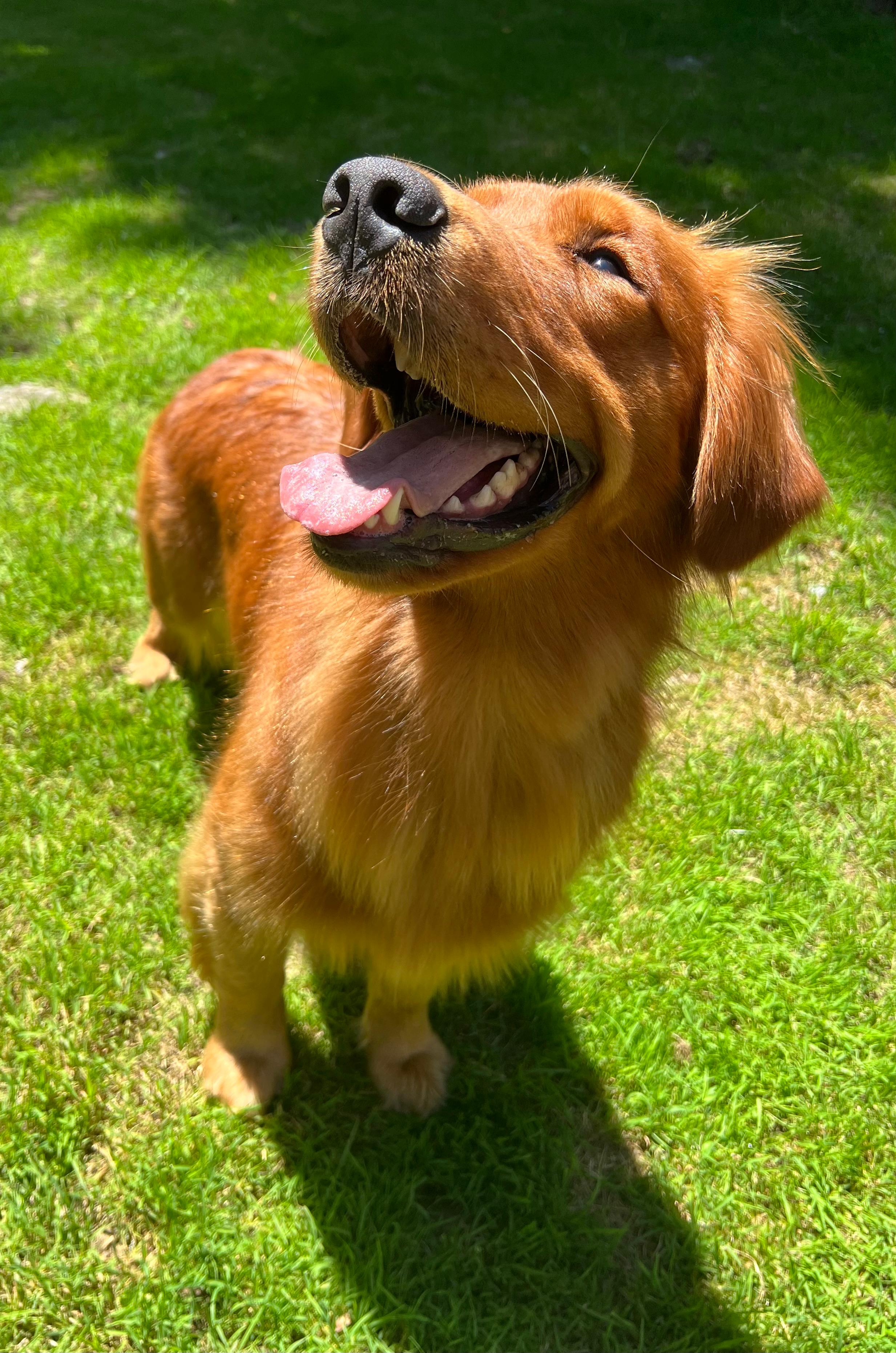 Ginger