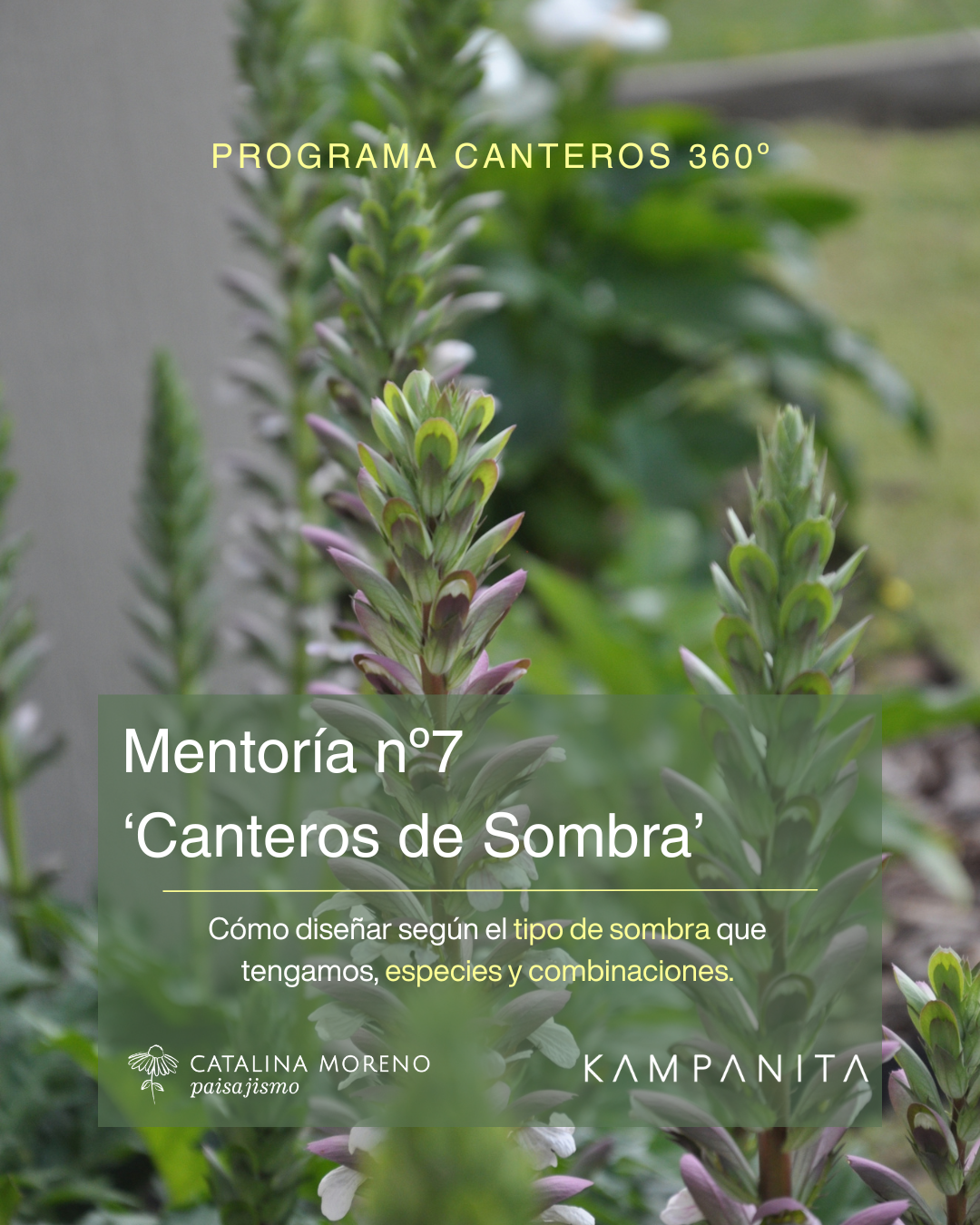 Canteros de sombra