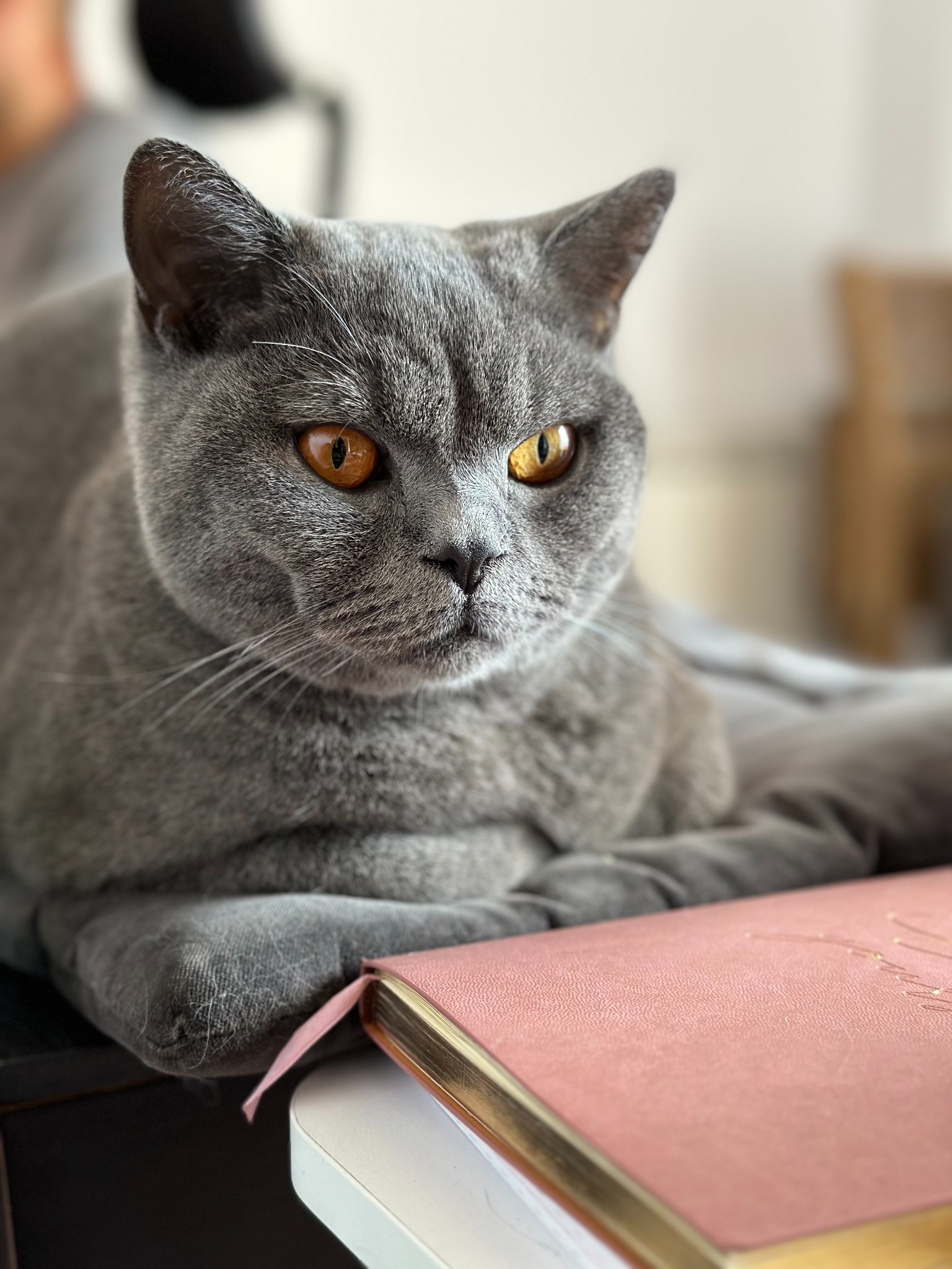 Chibi, Aleks’s grey cat, resting beside a pink notebook