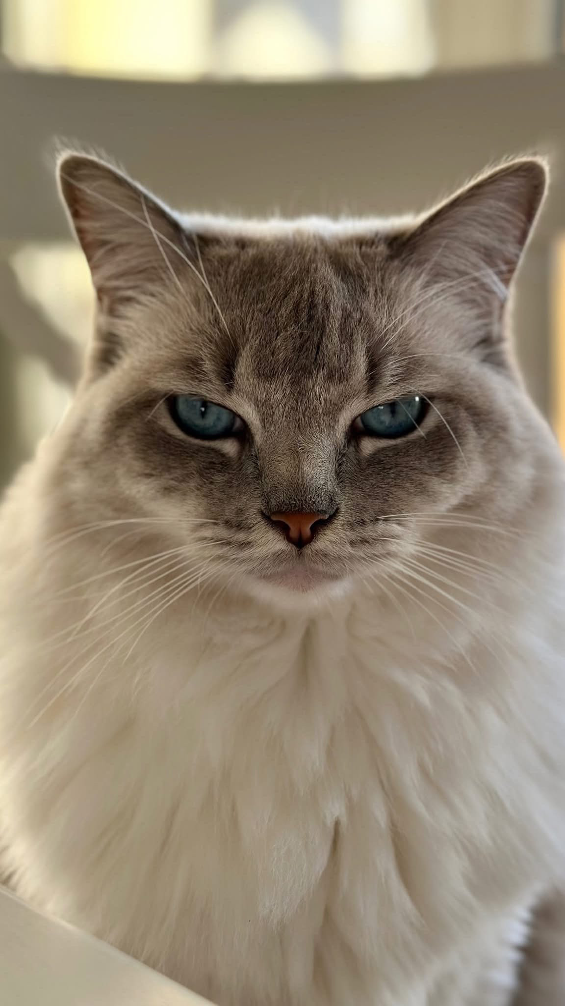 Lilo, Aleks’s cream cat, looking towards the camera