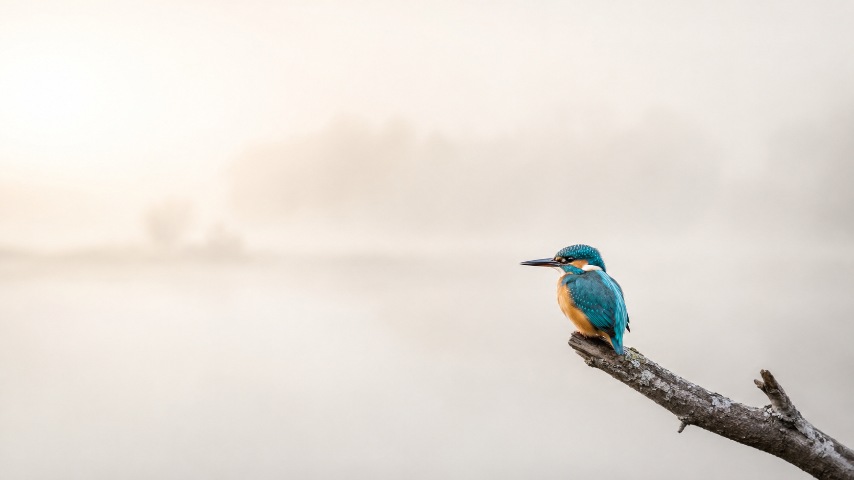 A kingfisher perched on a lichen-covered branch above misty water in soft cream morning light
