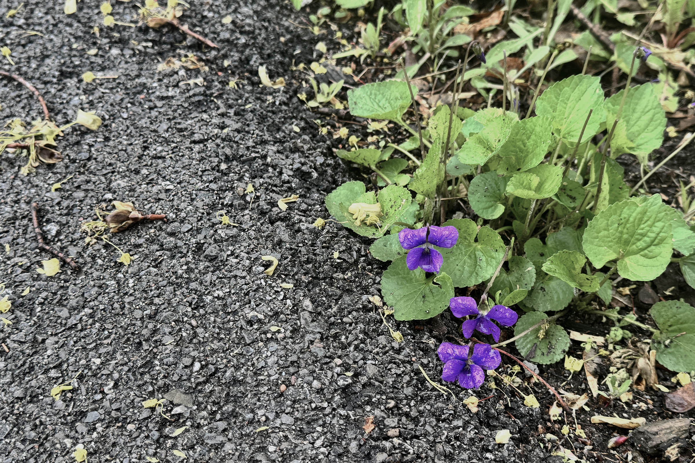 A small clutch of common blue violets at the foot of a stone step, photographed in soft natural light.