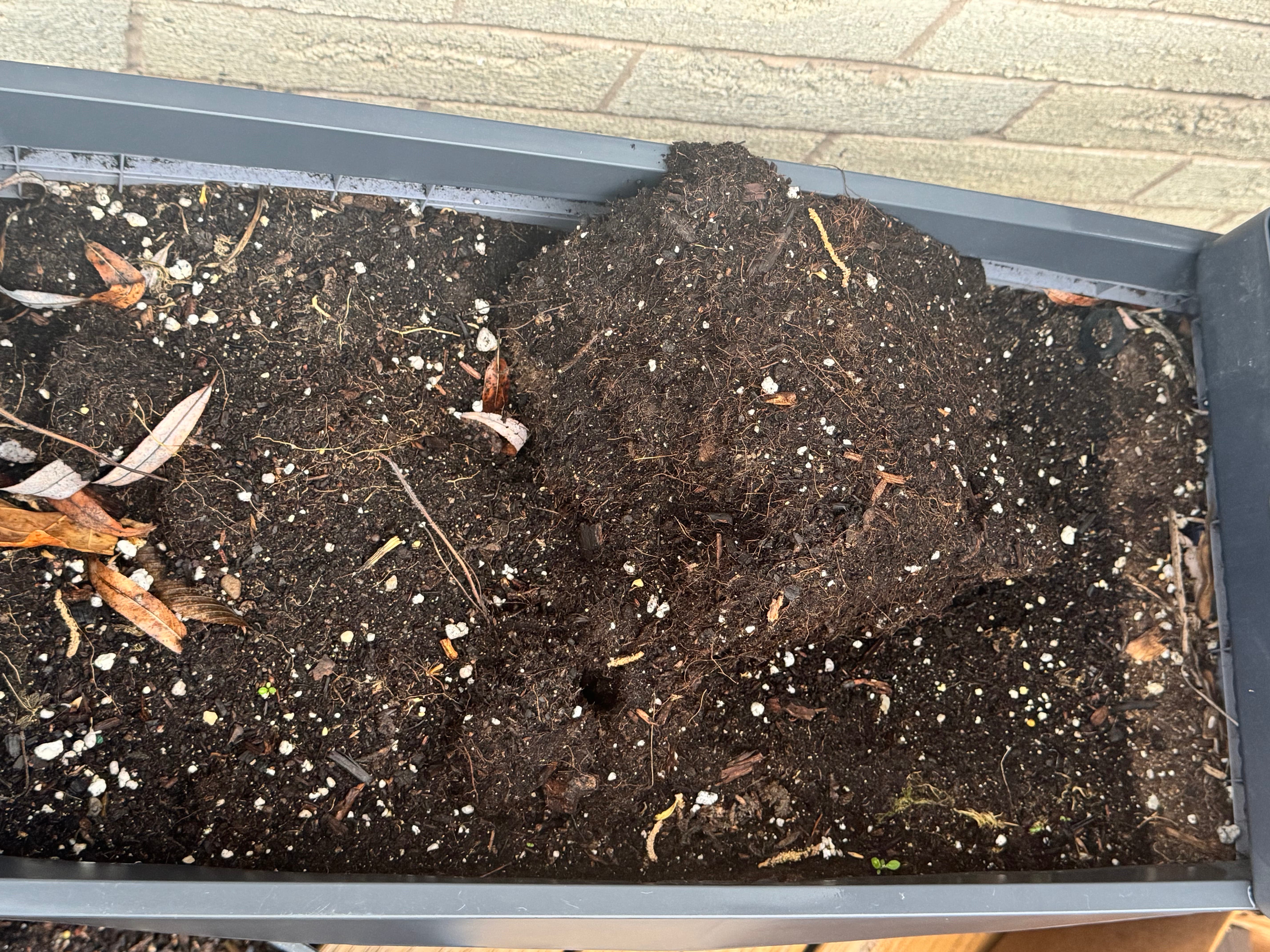 A Burlington garden bed in transition — dark Ontario soil with dried leaf fragments at the corner, the grey raised-bed edge cropping the frame. May 2026.