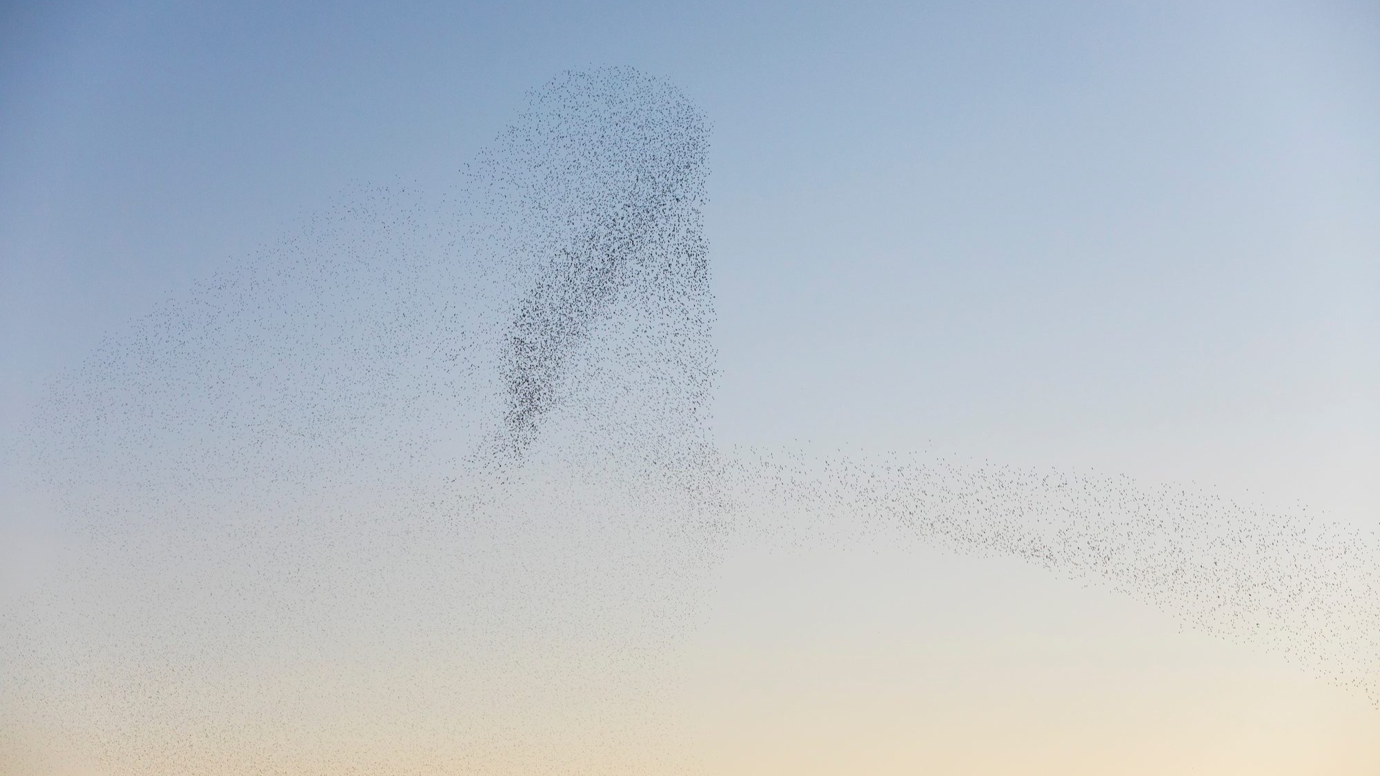 Murmuration of starlings &acirc;&euro;&rdquo; thousands of birds forming complex patterns from three simple rules