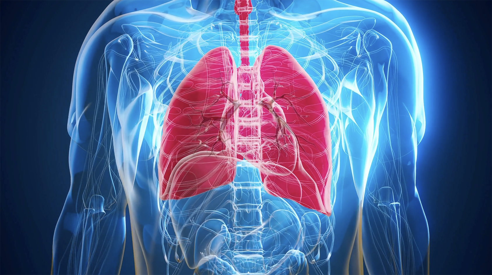 Sistema respiratorio — anatomía