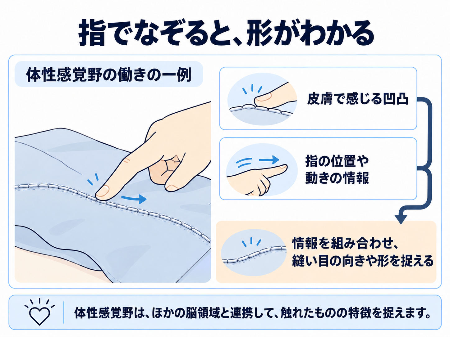 指で服の縫い目をなぞる場面。皮膚で感じる凹凸と指の位置・動きの情報を組み合わせ、縫い目の向きや形を捉える体性感覚野の働きを説明しています。