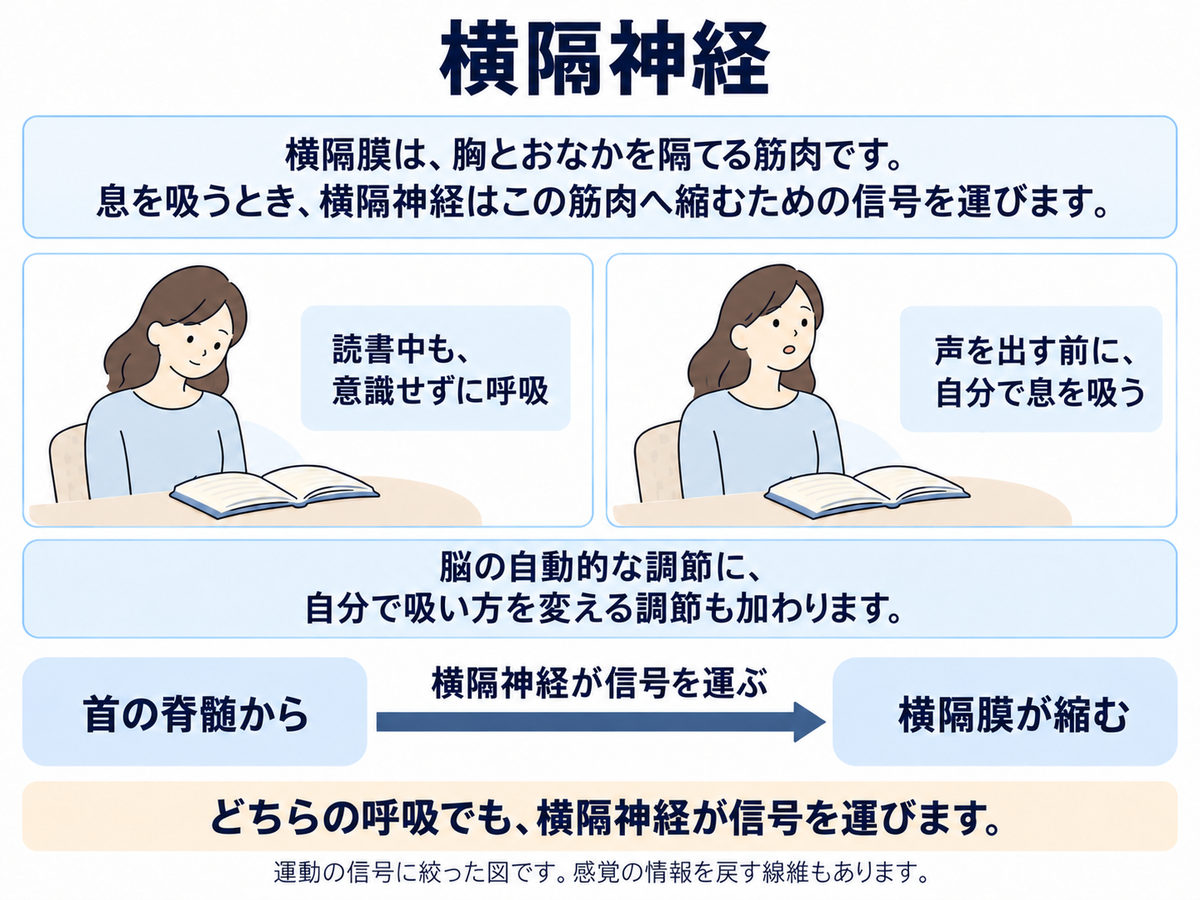読書中も意識せず呼吸する場面と、声を出す前に自分で息を吸う場面。首の脊髄から横隔神経が信号を運び、横隔膜が縮む役割を一つの矢印で示す。
