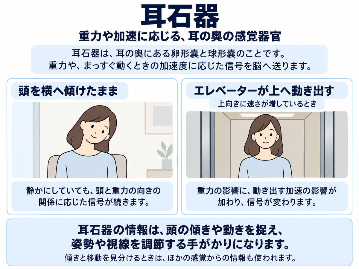 頭を横へ傾けたまま椅子に座る人と、上向きに速さが増しているエレベーター内の人。静止した傾きと上昇開始のどちらにも耳石器の信号が関わることを説明する。