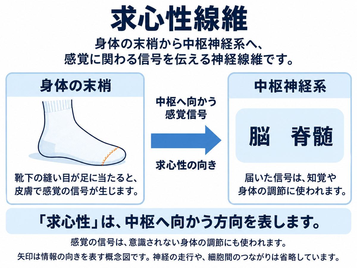 求心性線維の説明図。左の身体の末梢の領域には、縫い目の部分を強調した靴下を履いた足。中央の太い矢印が、中枢へ向かう感覚信号を示す。右の中枢神経系の領域には脳と脊髄の文字。意識されない身体の調節にも信号が使われること、神経の走行や細胞間のつながりを省略した概念図であることを説明している。