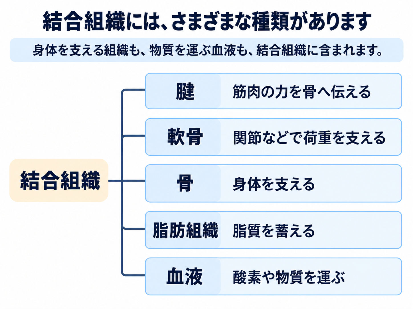 結合組織の代表例として、腱、軟骨、骨、脂肪組織、血液を並べ、それぞれ力の伝達、荷重の支持、身体の支持、脂質の貯蔵、酸素や物質の運搬という主な働きを示しています。