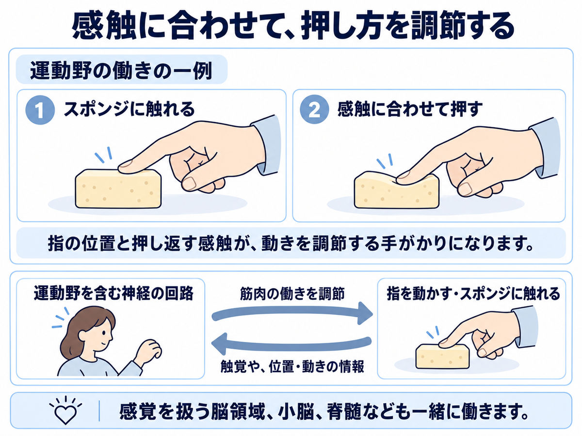 指がスポンジに触れ、浅く押す二つの場面。感触や指の位置・動きの情報を手がかりに、運動野を含む神経回路が筋肉の働きを調節する関係を示しています。