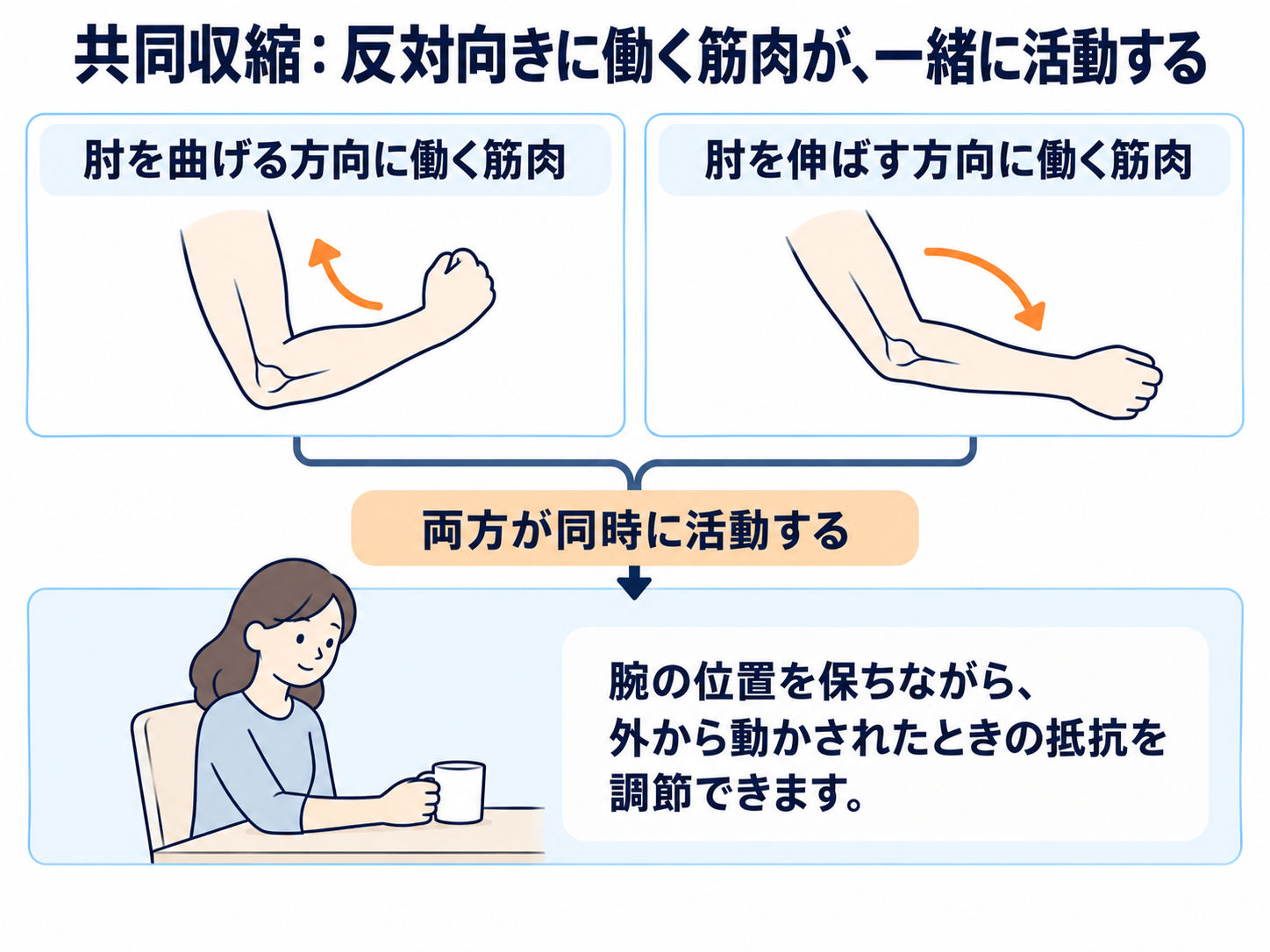 肘を曲げる方向と伸ばす方向に働く筋肉を上段で示し、両方が同時に活動する共同収縮へつないだ図。腕の位置を保ちながら、外から動かされるときの抵抗を調節する働きを説明しています。