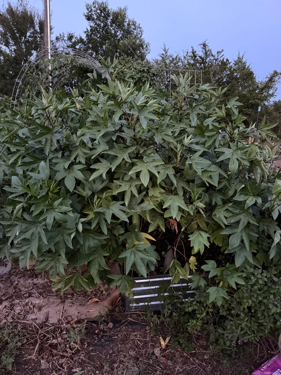 Hibiscus growth on Joy's Land