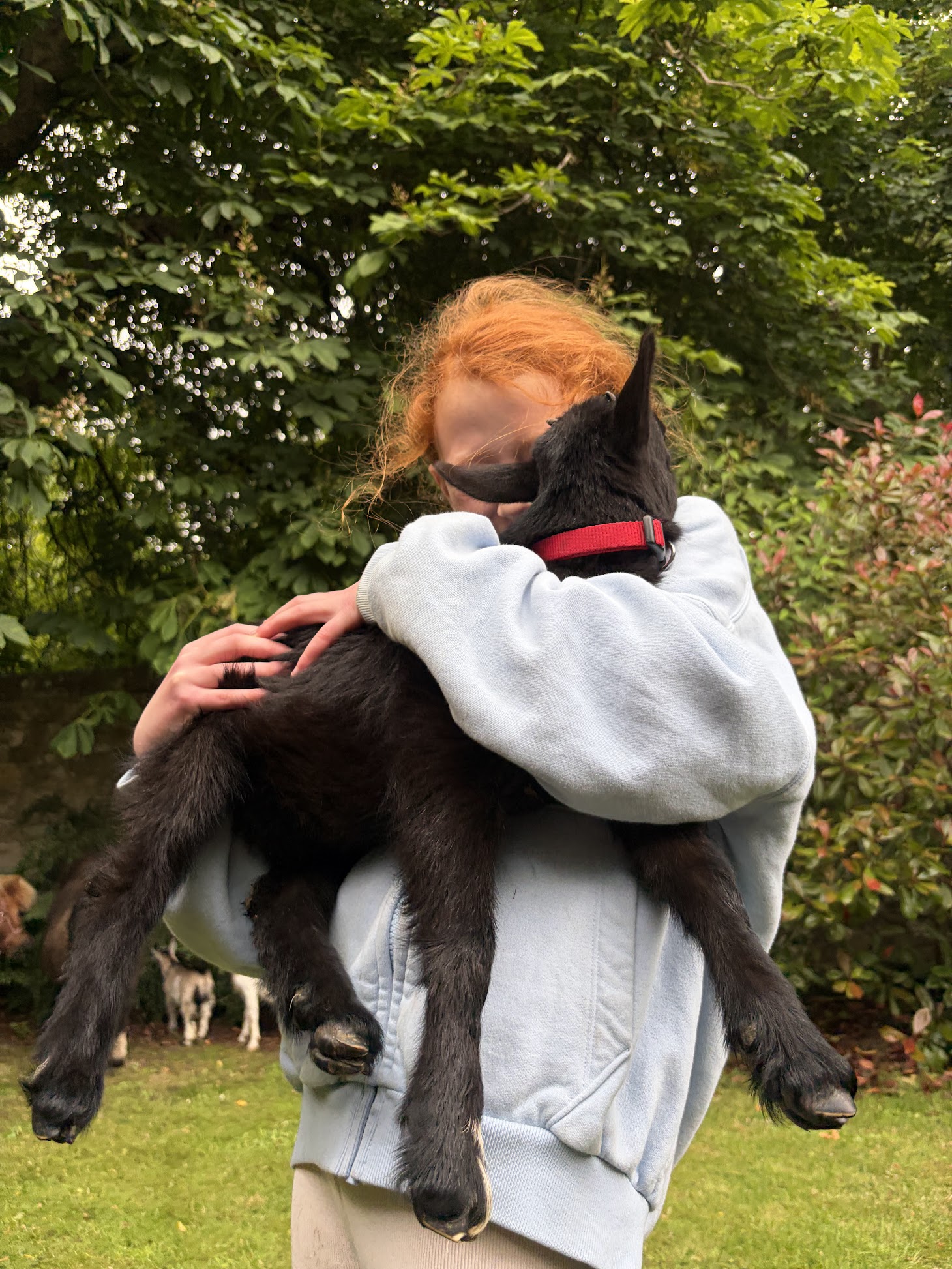 Petting zoo birthday