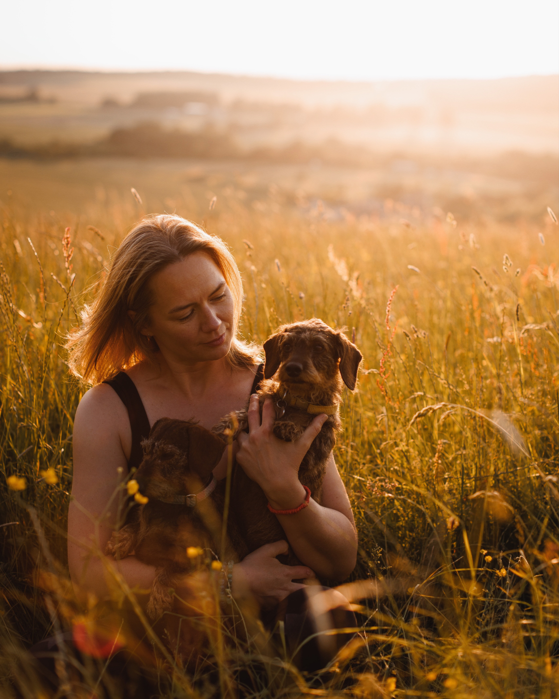 Lucy with her dachshunds in a golden field