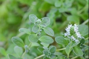 Ayurvedic skin image