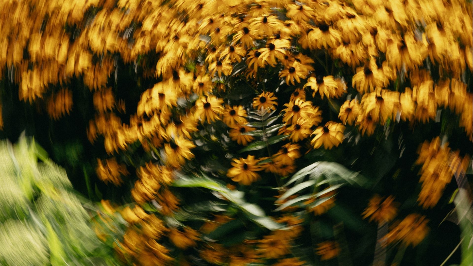 Flowers representing emotional awareness