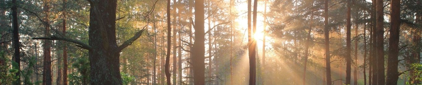 Forest canopy