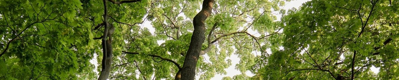 Forest canopy