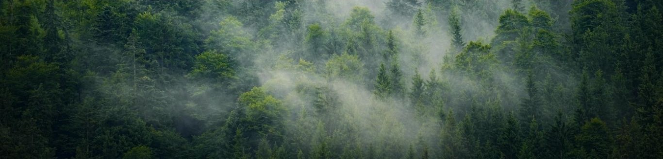 Peaceful outdoor CYLM setting